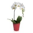 Orchidea cascata bianca