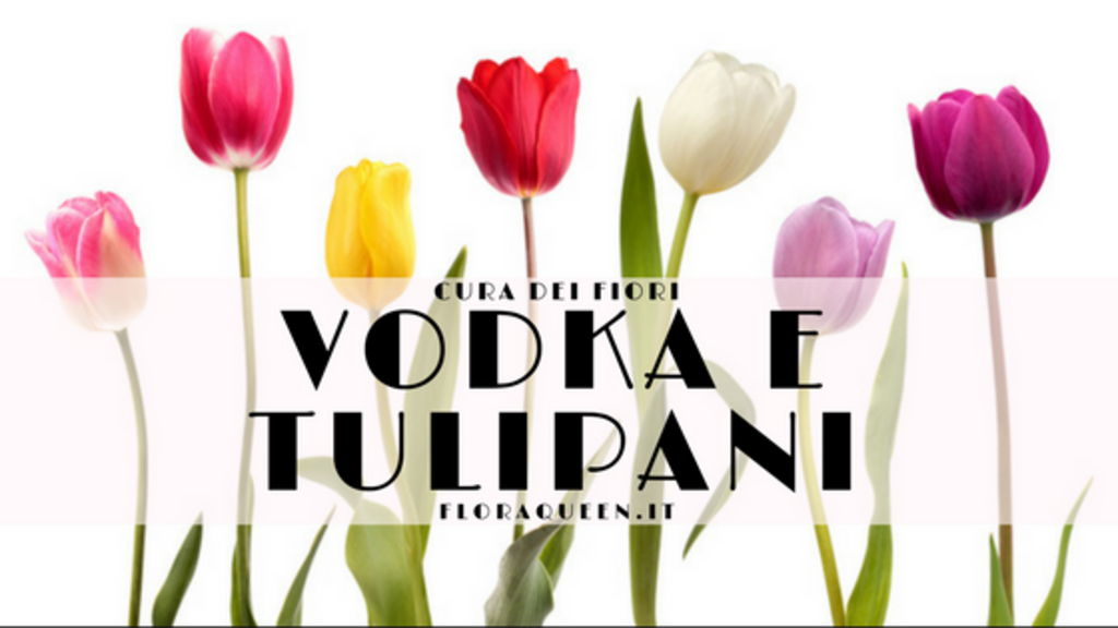 Come far durare i tulipani