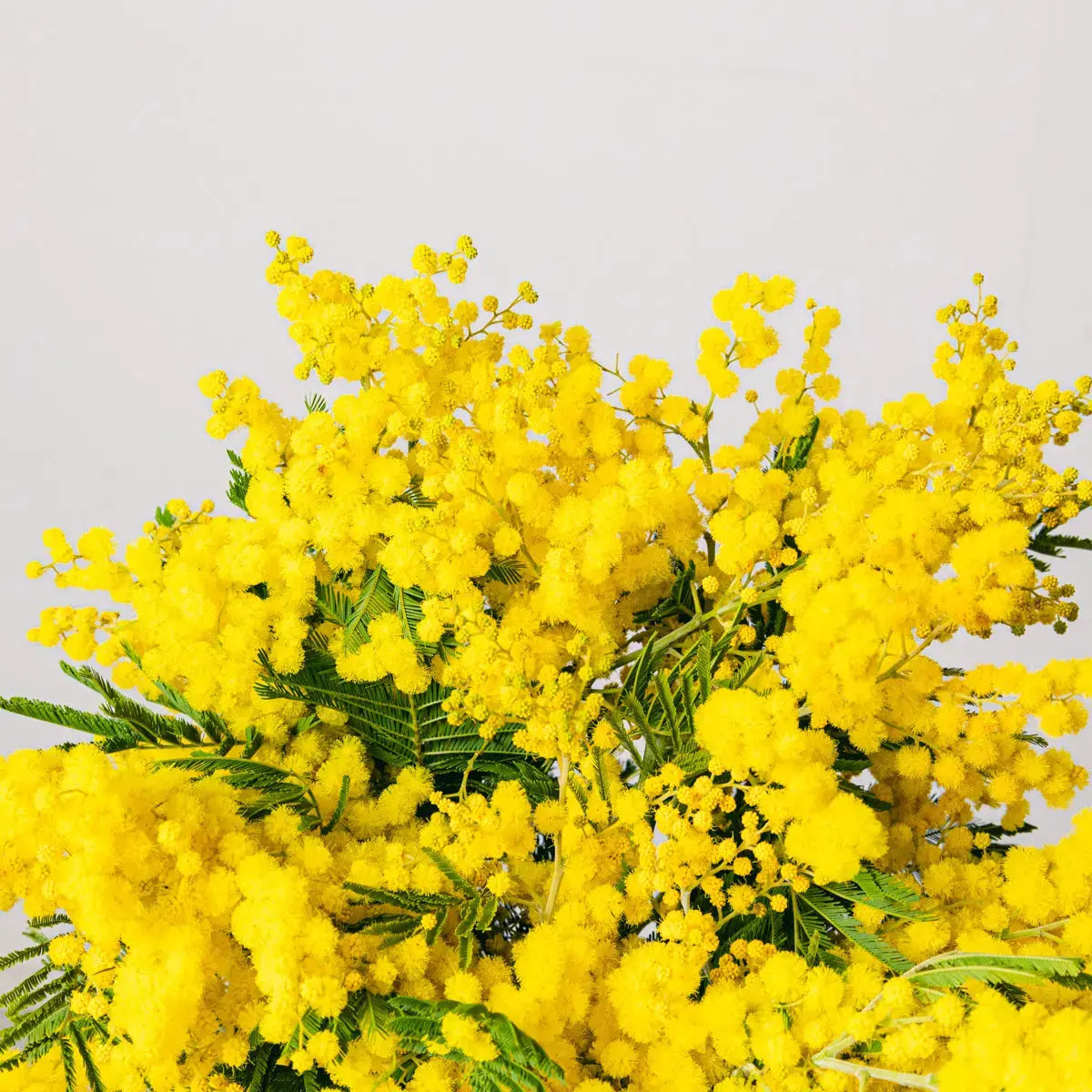 Mimosa Dorata Soleggiata