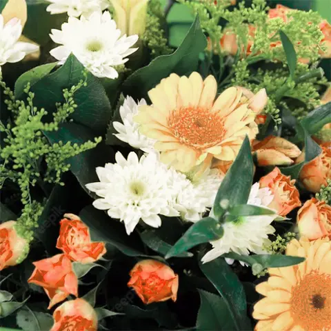 Sunset of Life Flora Queen