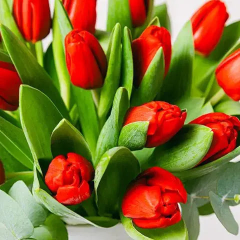 Scarlet Splendor Flora Queen Flora Queen