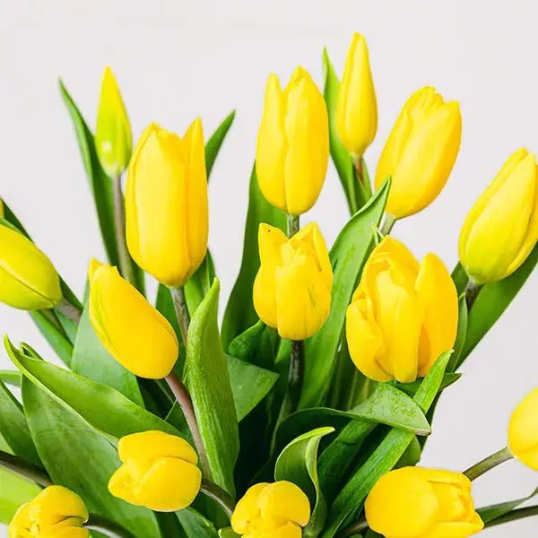 Giallo Sole Tulipani