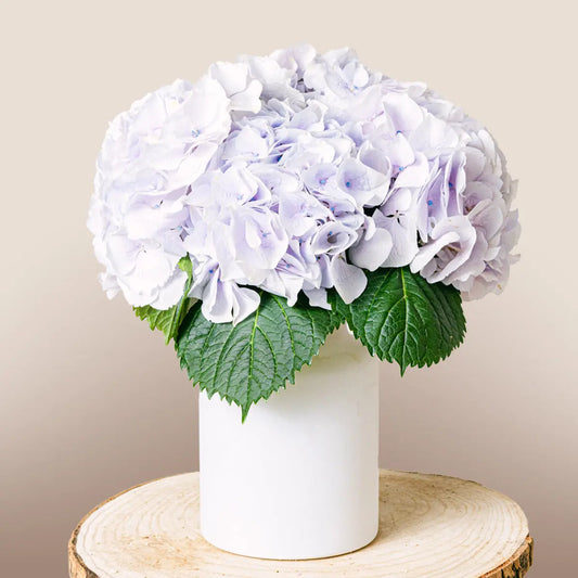 Little Sapphire Flora Queen Flora Queen