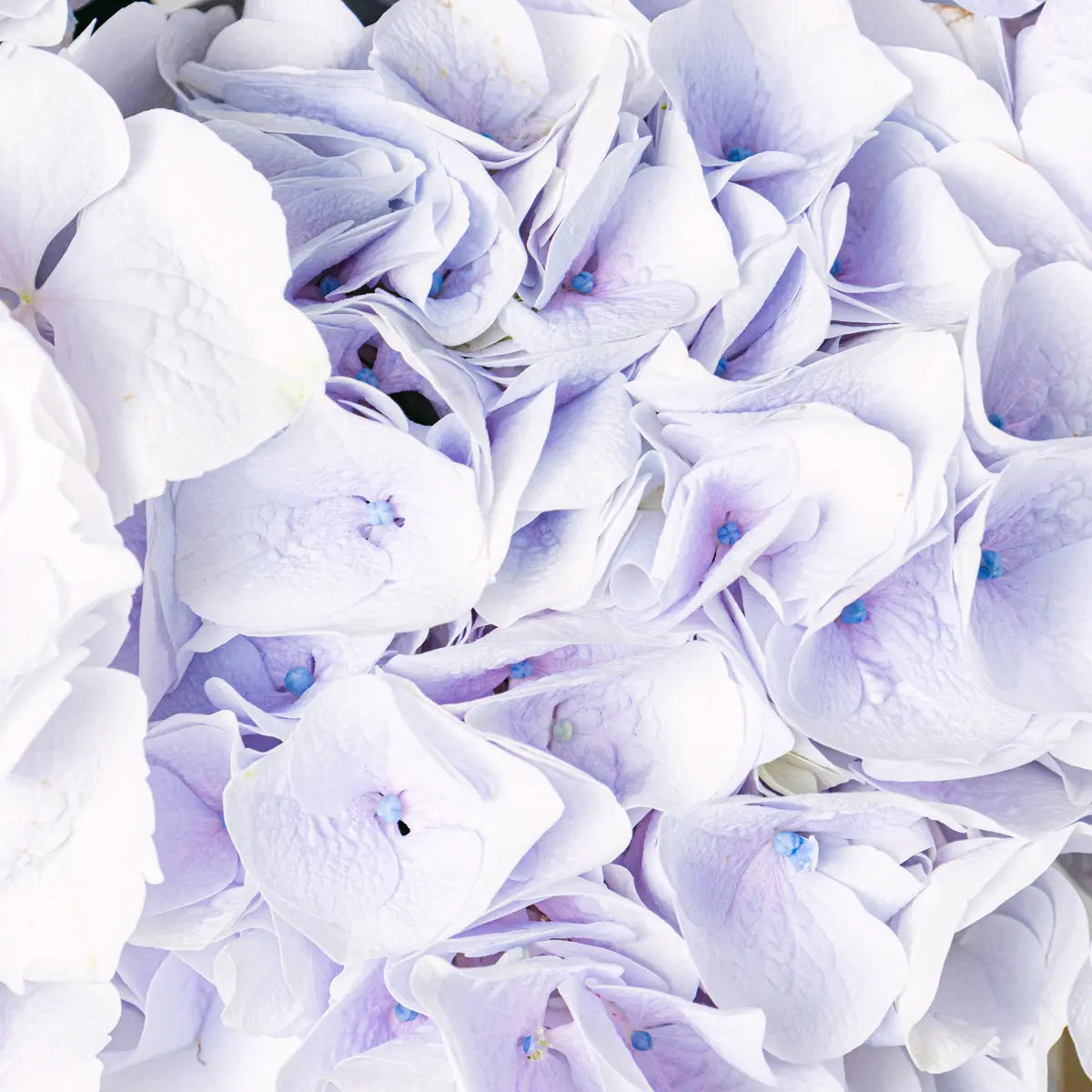 Night Sea: Ortensie e Alstroemeria