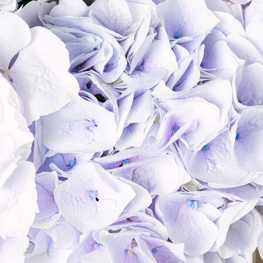 Little Sapphire Flora Queen Flora Queen