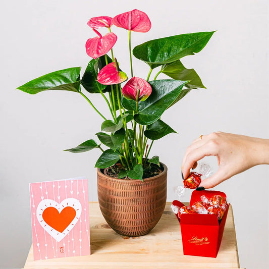 Heart Beats Flora Queen