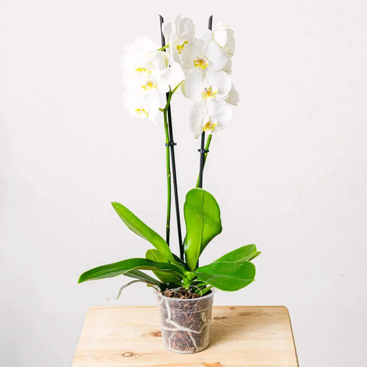 Snowflakes Dance Flora Queen