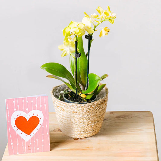 Yellow Rising Flora Queen