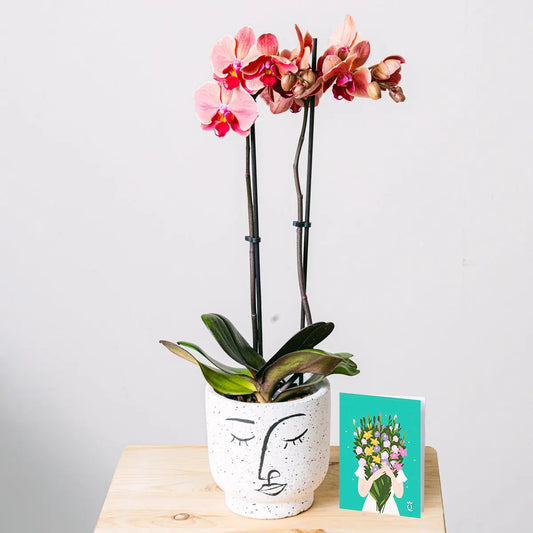 Rays of Happiness Flora Queen Flora Queen