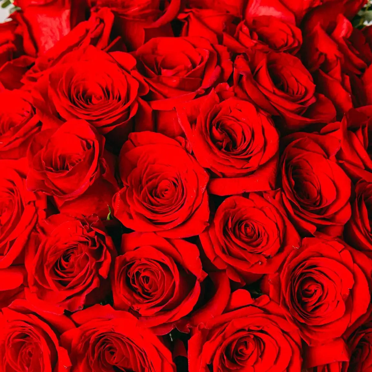 Rose rosse premium