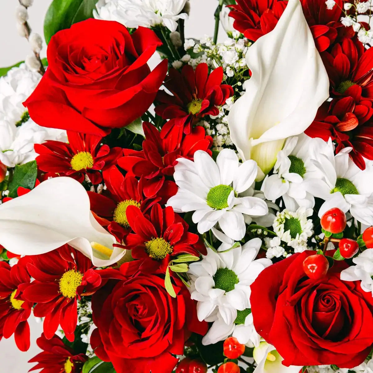 Armonia Gentile - Rose e Calle