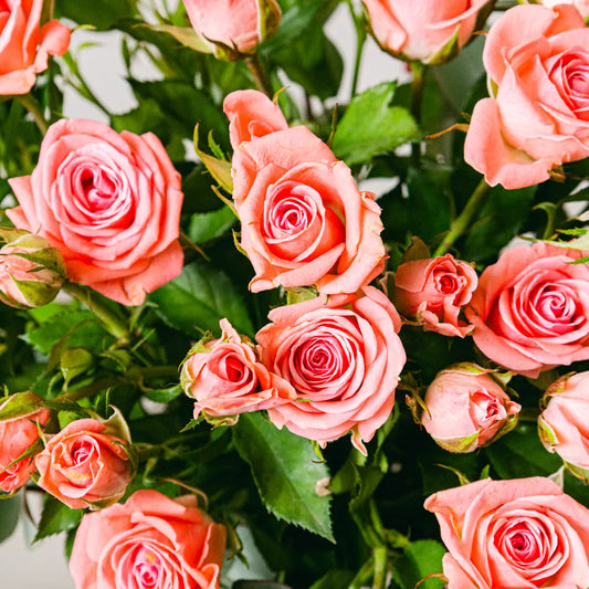 Rosey Rose Flora Queen Flora Queen