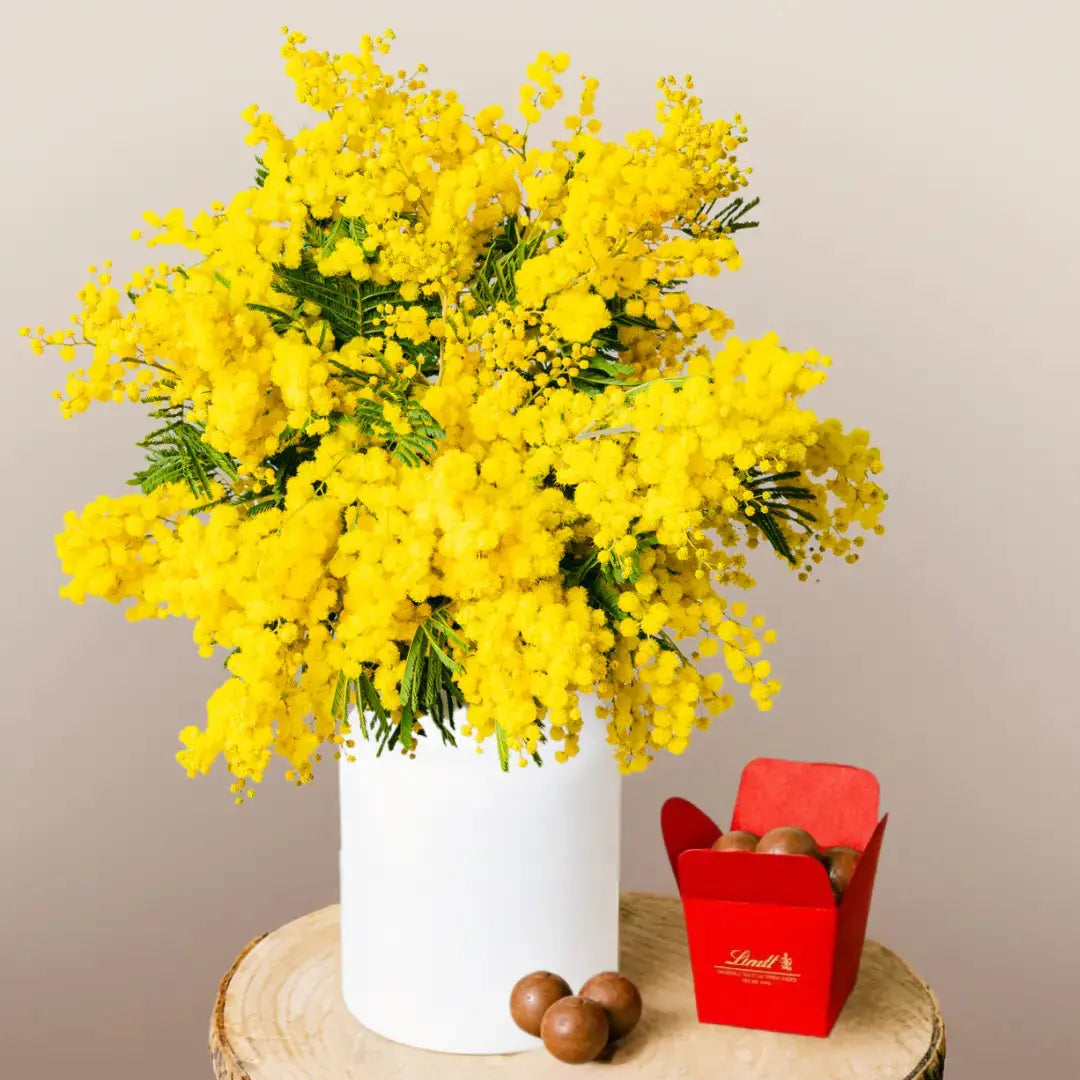 Mimosa Dorata Soleggiata