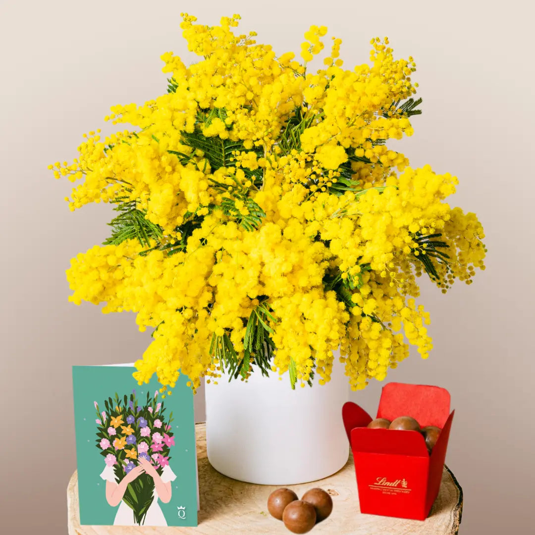 Mimosa Dorata Soleggiata