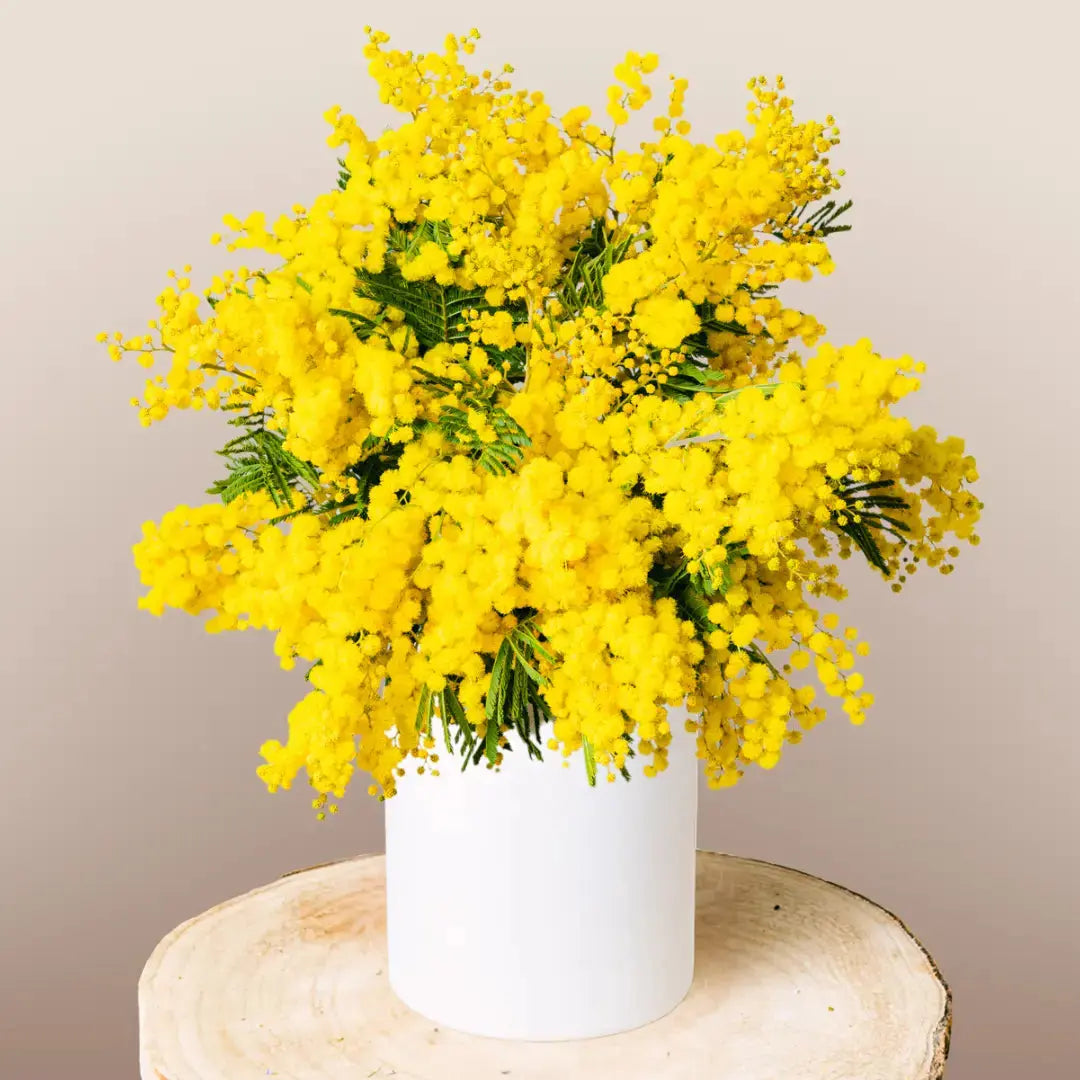 Mimosa Dorata Soleggiata