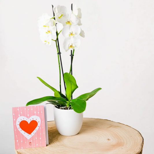 Snowflakes Dance - OrquΓdea blanca con tarjeta