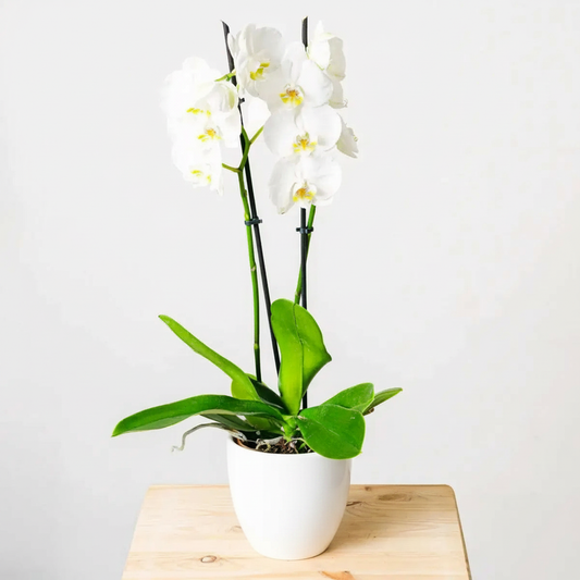 Snowflakes Dance - OrquΓdea blanca en maceta blanca