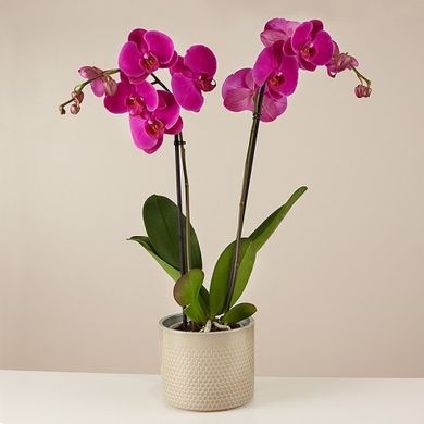 Vangelo viola: Orchidea viola