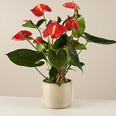 Vero affetto: Anthurium rosso