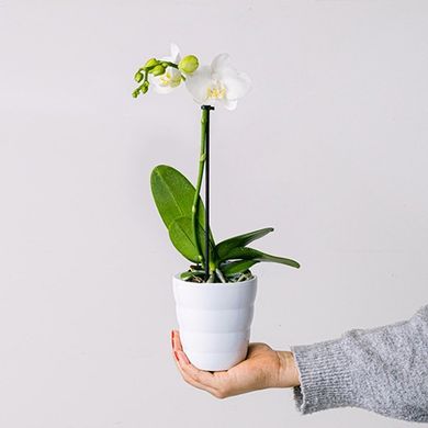 Pristine Petal: Mini Orchidea Bianca