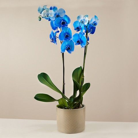 Tempesta silenziosa: Orchidea blu