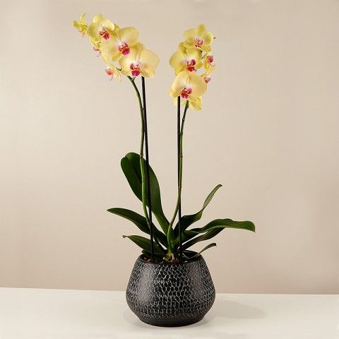 Luminous Gratitude: Orchidea Gialla
