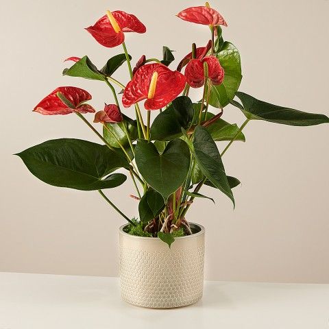 Product photo for Vero affetto: Anthurium rosso