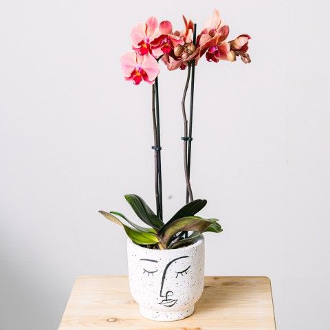 Product photo for Artiglio di tigre: Orchidea tigre
