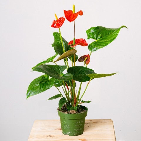 Image 0