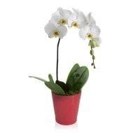 Orchidea cascata bianca