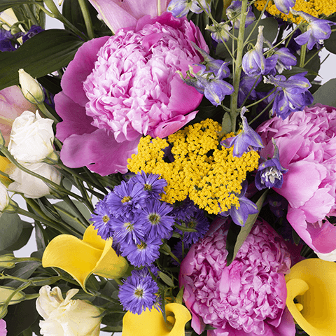 Radiant Star: Fiori di Stagione highlight