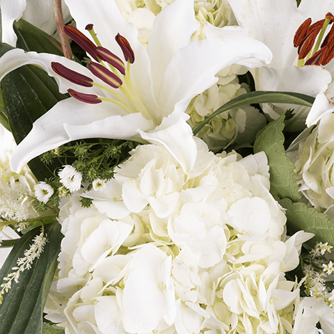 White Swan: Fiori Bianchi highlight