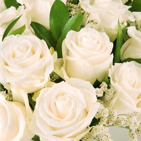 Roses's Elegance: Rose Bianche highlight