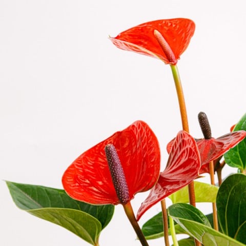 Un dolce miscuglio: Cesto regalo gourmet highlight
