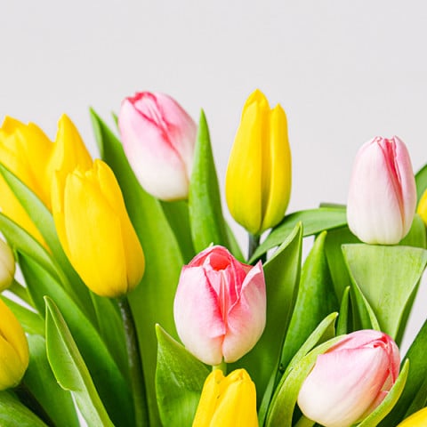 Bright Side: Tulipani Rosa e Gialli highlight