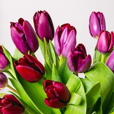 Blushing Love: Tulipani viola highlight