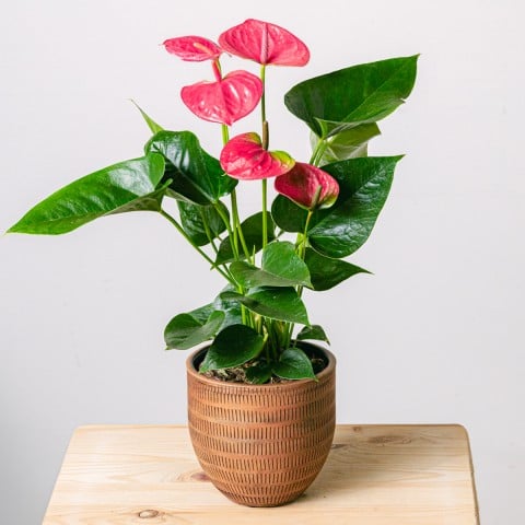Battiti del Cuore: Anthurium Rosa