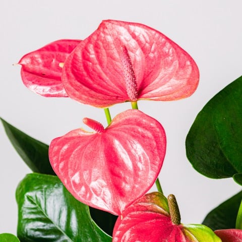 Battiti del Cuore: Anthurium Rosa highlight