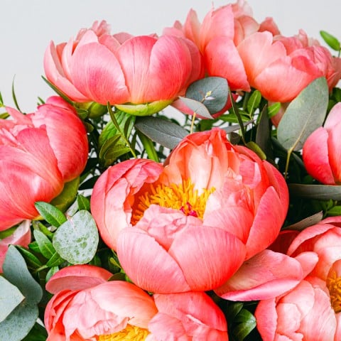 Bohemian Love: Peonie Rosa highlight