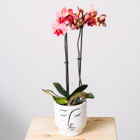 Riflessione d'Amore: Orchidea Tigre