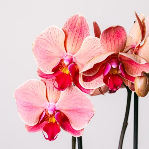 Riflessione d'Amore: Orchidea Tigre highlight