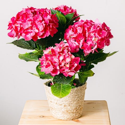 Fiori in abbondanza: ortensia rosa