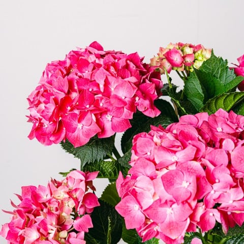 Fiori in abbondanza: ortensia rosa highlight