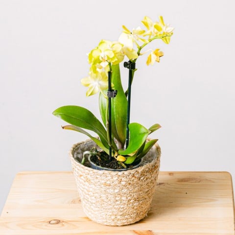 Yellow Rising: Orchidea gialla
