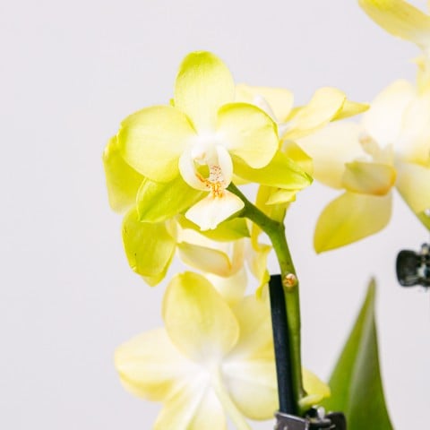 Yellow Rising: Orchidea gialla highlight