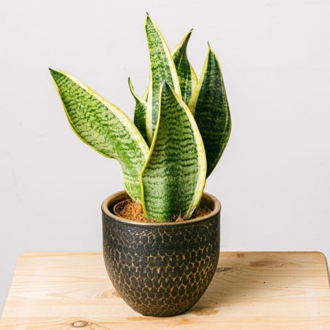 Giungla maculata: Sansevieria