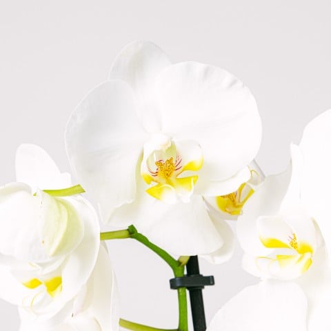 Danza dei fiocchi di neve: Orchidea bianca highlight