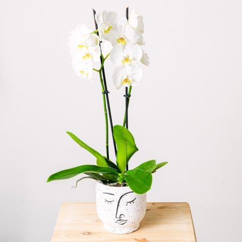 Danza dei fiocchi di neve: Orchidea bianca