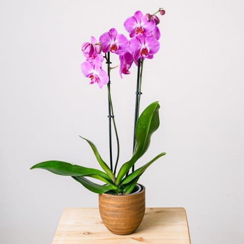 Vangelo viola: Orchidea viola