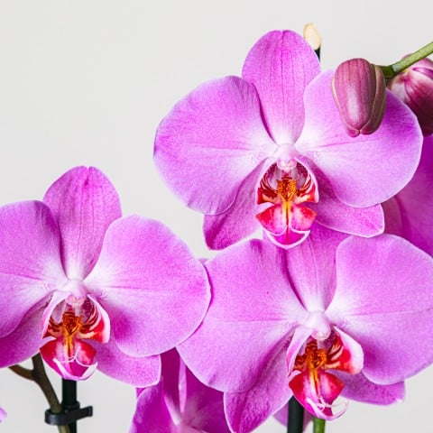 Vangelo viola: Orchidea viola highlight